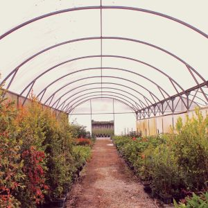 Greenhouse