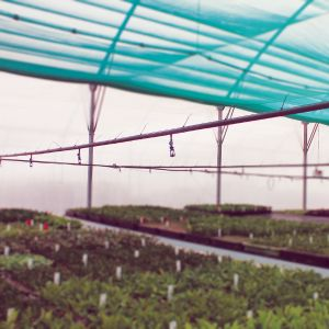 Irrigation